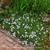 Erodium petraeum ssp. crispum 'Stephanie'