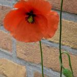 Papaver dubium - Saat-Mohn