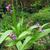 Bletilla striata purple variegated