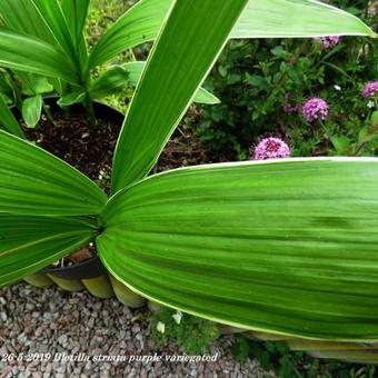 Bletilla striata purple variegated