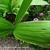 Bletilla striata purple variegated