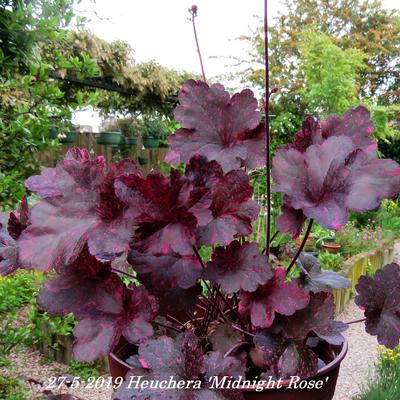 Heuchera 'Midnight Rose'