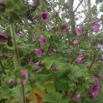 Lavatera arborea