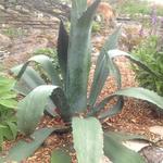 Agave americana  - 