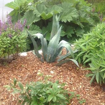 Agave americana