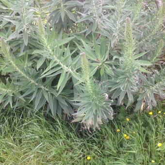 Echium candicans