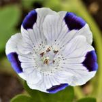 Nemophila maculata 'Five Spot' - 