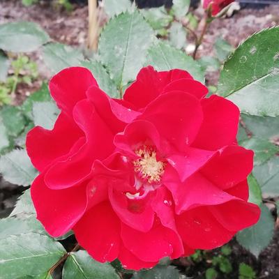 Rosa 'Roter Korsar' - 