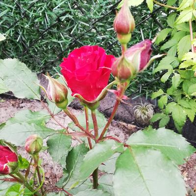 Rosa 'Roter Korsar' - 