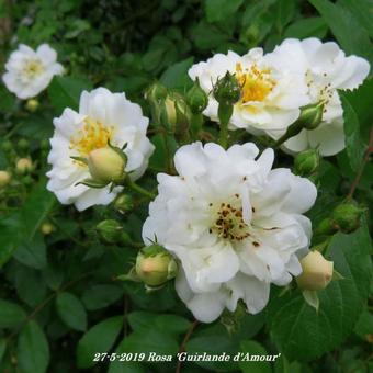 Rosa 'Guirlande d'Amour'