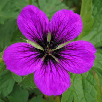 Geranium 'Nicola'