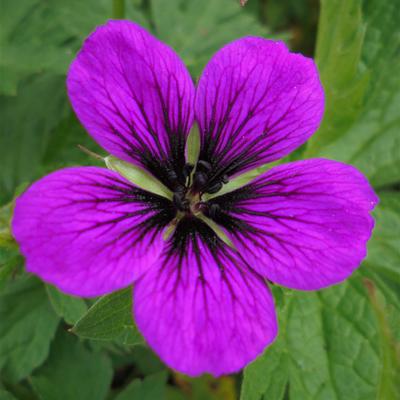 Geranium 'Nicola' - 