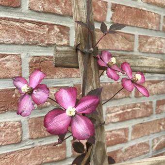 Clematis montana 'Fincent'