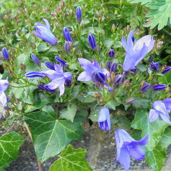 Campanula portenschlagiana 'Catharina'