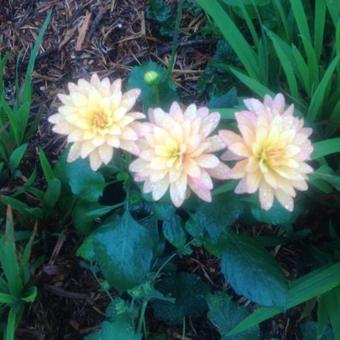 Dahlia XXL Aztec