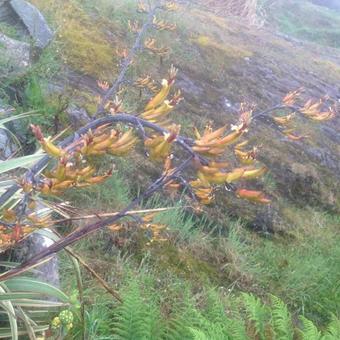 Phormium 'Duet'