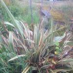 Phormium 'Duet' - 