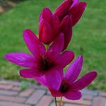 Ixia 'Mabel' - 