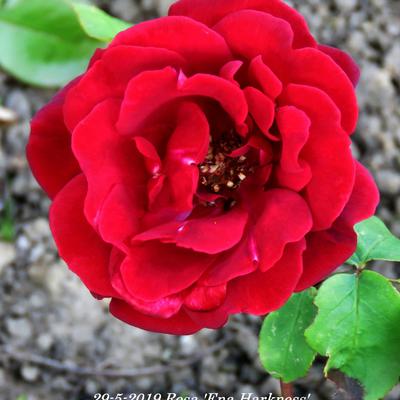 Rosa 'Ena Harkness' - 