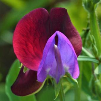 Lathyrus odoratus 'Matucana'