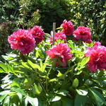 Paeonia officinalis - Gemeine Pfingstrose