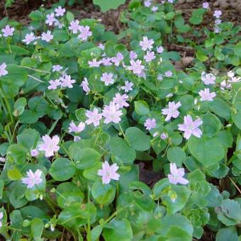 Claytonia sibirica