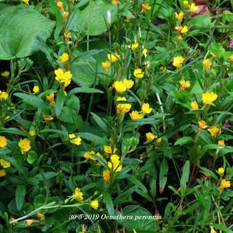 Oenothera perennis