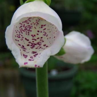 Digitalis purpurea