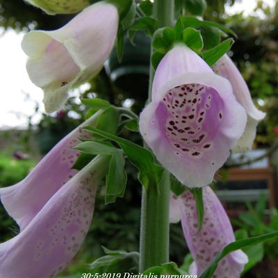 Digitalis purpurea - Roter Fingerhut - Digitalis purpurea