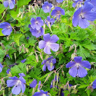 Geranium himalayense - Himalaja-Storchschnabel - Geranium himalayense