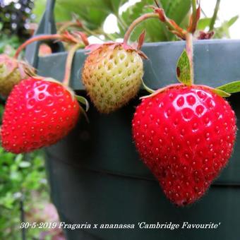 Fragaria x ananassa 'Cambridge Favourite'