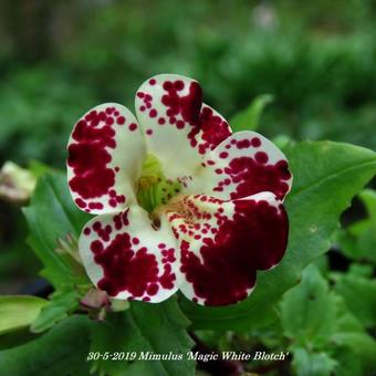 Mimulus 'Magic White Blotch'