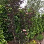 Acer platanoides 'Crimson Sentry' - 