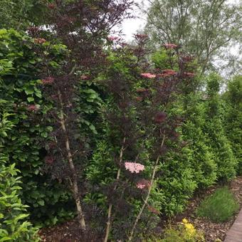 Acer platanoides 'Crimson Sentry'