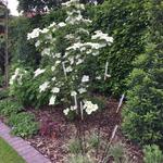 Cornus kousa 'Milky Way' - CORNOUILLER DU JAPON