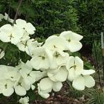 Cornus kousa 'Milky Way' - CORNOUILLER DU JAPON