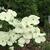 Cornus kousa 'Milky Way'