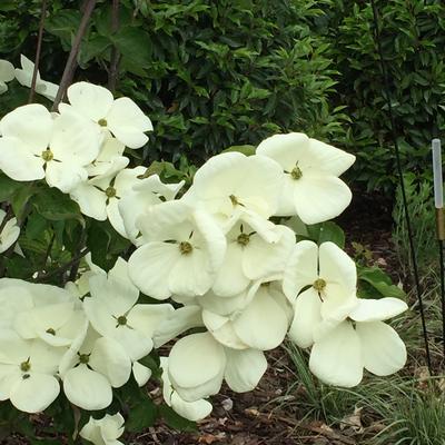 Cornus kousa 'Milky Way' - 