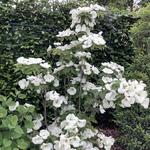 Cornus kousa 'Milky Way' - 