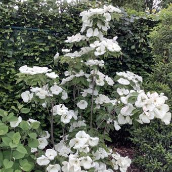 Cornus kousa 'Milky Way'