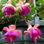 Fuchsia 'Eva Boerg' - 