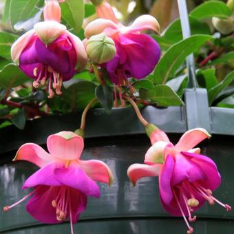 Fuchsia 'Eva Boerg'