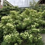 Cornus kousa 'Venus'  - CORNOUILLER DU JAPON