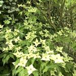 Cornus kousa 'Venus'  - CORNOUILLER DU JAPON