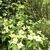 Cornus kousa 'Venus'