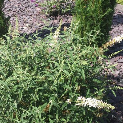 Buddleja davidii 'White Ball' - 