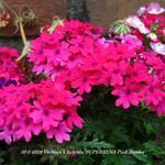 Verbena x hybrida 'SUPERBENA Pink Shades' - 