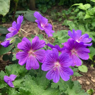 Geranium x magnificum 'Rosemoor'