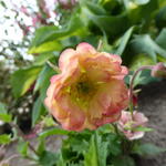 Geum 'PRETTICOATS Peach' - Geum 'PRETTICOATS Peach'