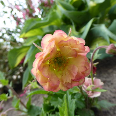 Geum 'PRETTICOATS Peach'